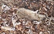 Dead RAT2