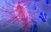 E. Coli