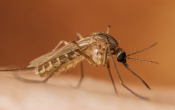 Mosquito2