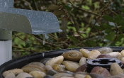 Rain barrels